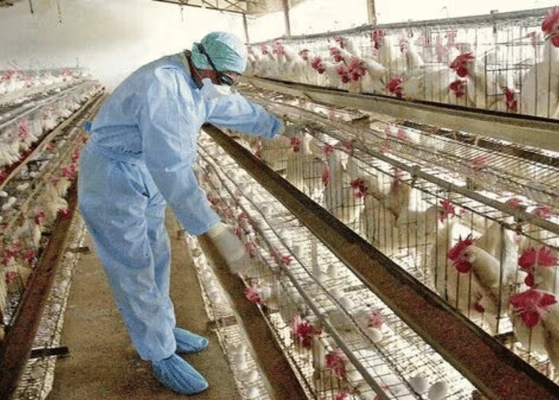 Avian Disease Management India