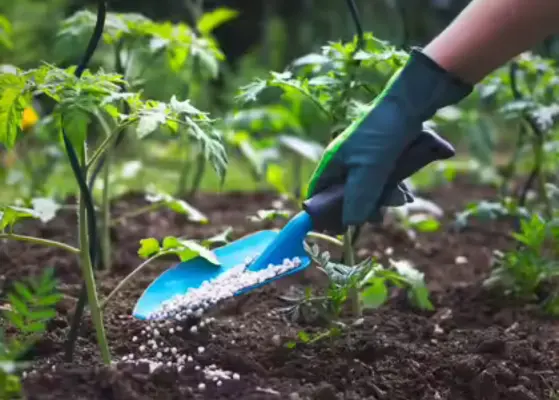 Fertilizer Pricing And Government Regulations