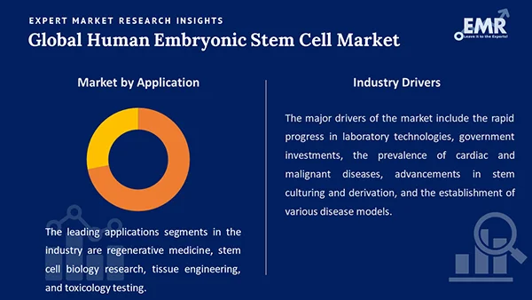 Global Human Embryonic Stem Cell Market by Segment