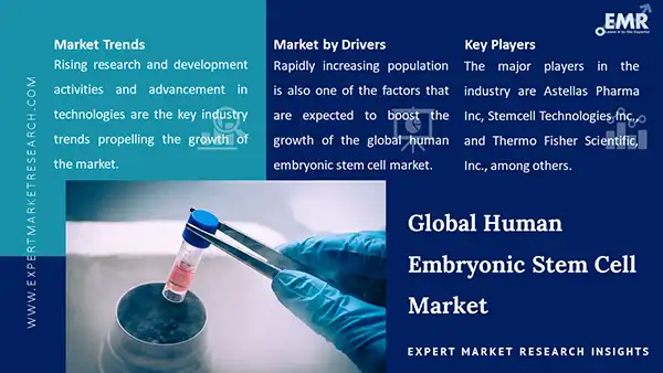 Global Human Embryonic Stem Cell Market