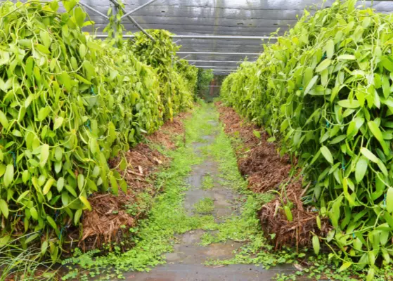 Global Sustainable Vanilla Farming And Flavor Industry