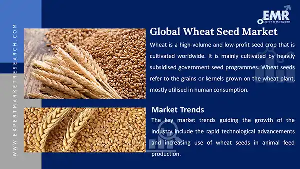 Global Wheat Seed Market