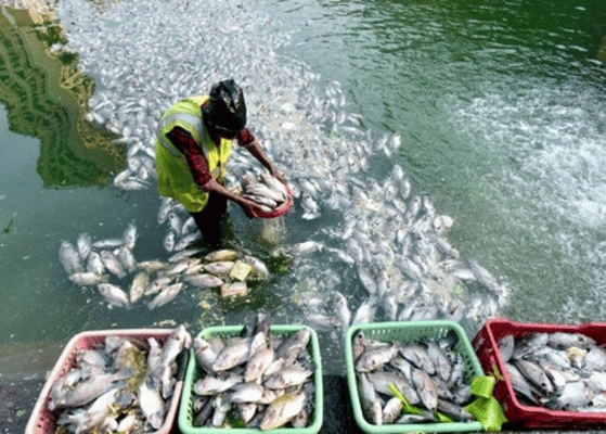 India Aquaculture Industry Trends