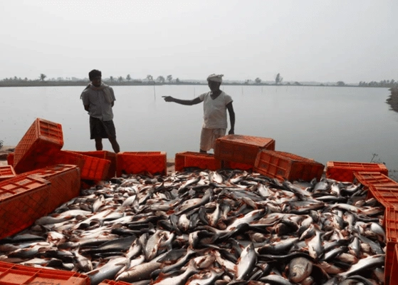 India Fish Economy Growth