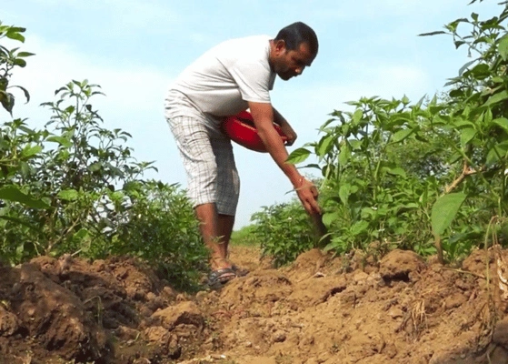 Indian Soil Health Management Strategies