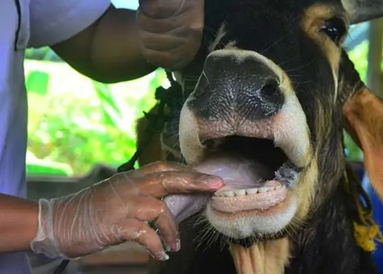 Latin America Livestock Disease Prevention Insights