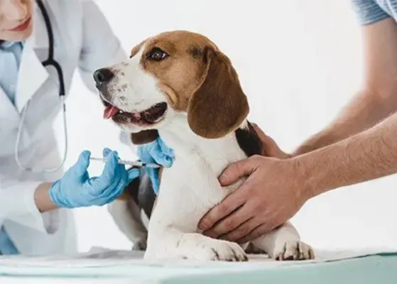 Latin America Veterinary Vaccine Innovations Insights