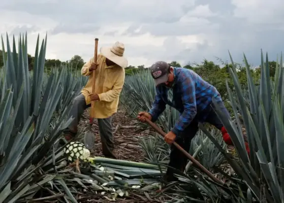 Mexico Agave Farming Innovations And Tequila Production