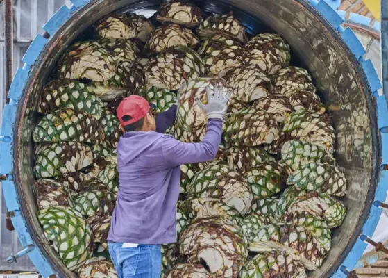 Mexico Agave Shortage Cycles And Tequila Production