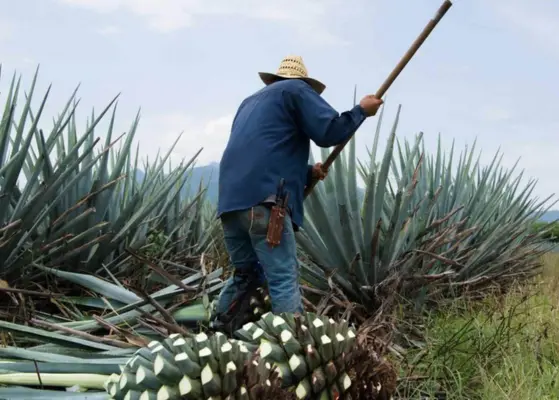 Mexico Environmental Responsibility And Tequila Production