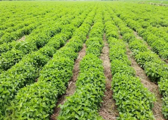 Middle East Africa Aromatic Raw Materials Growth