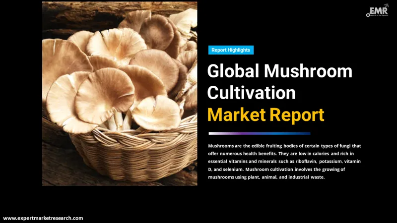 mushroom cultivation market
