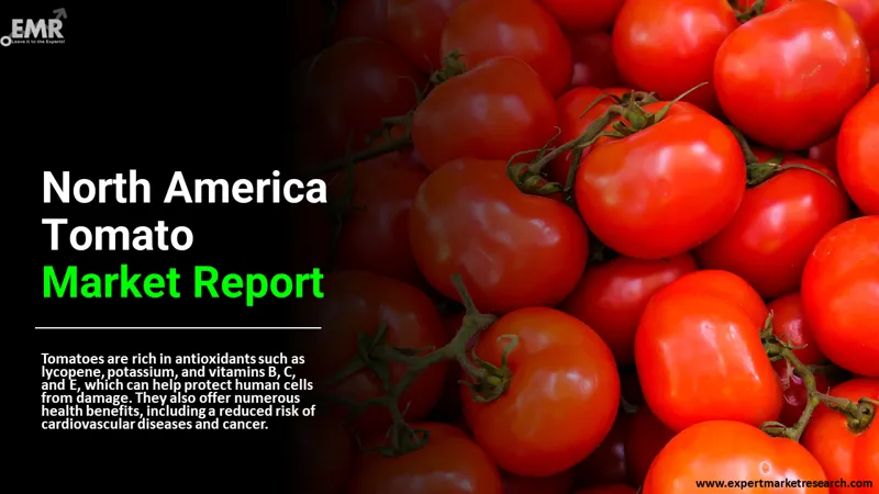 north america tomato market
