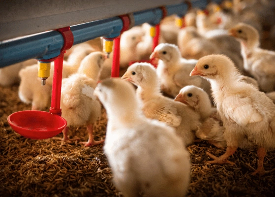 Poultry Feed Innovations India