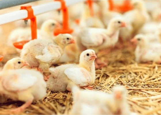 Poultry Logistics Challenges India