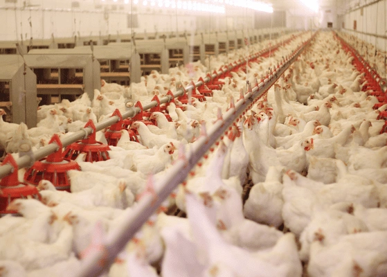 Poultry Market Trends India