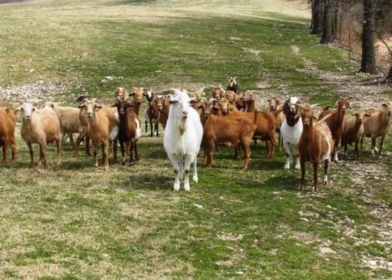 Small Ruminant Feeding Guidelines and Pellet Nutrition