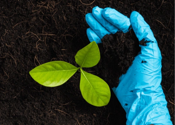 Sustainable Latex Alternatives in Manufacturing