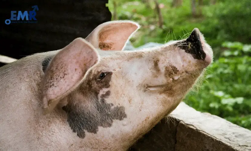 top 5 companies in the global swine feed market