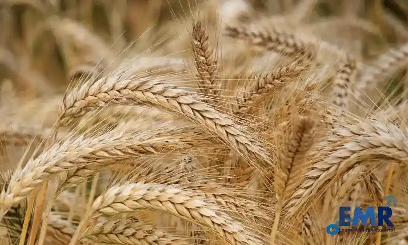 top barley companies