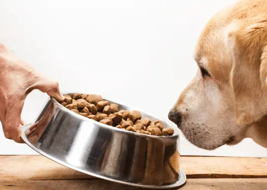 Top 10 Dog Food Companies