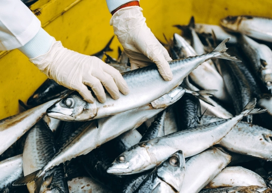 Top 10 Companies in the India Fish Market