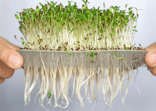 Top 9 Microgreens Companies