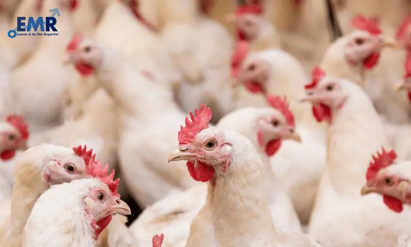 Top 3 Poultry Companies in India 2022-2027