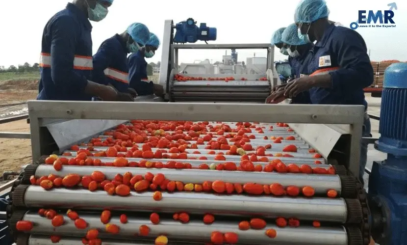 top tomato processing companies