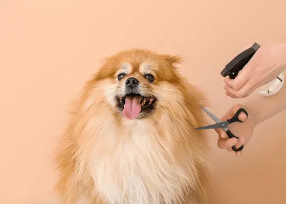 United Kingdom Millennial Pet Grooming