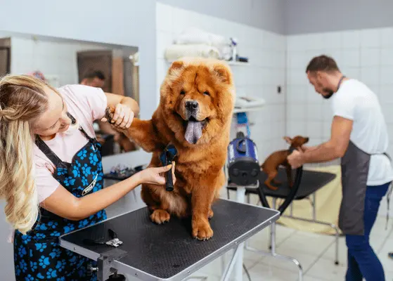 United Kingdom Mobile Pet Grooming