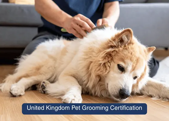 United Kingdom Pet Grooming Certification