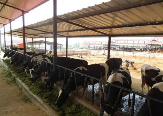 Uttar Pradesh Dairy Market Farming Transformation