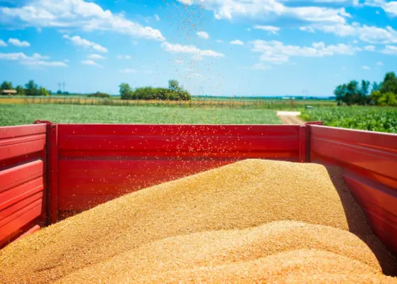 Wheat Supply Chain And Distribution Logistics